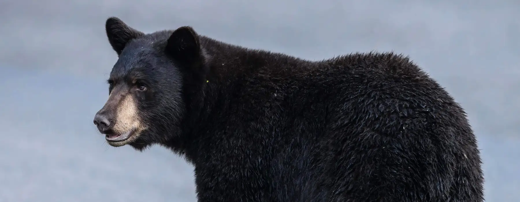 Closeup of a Black Bear