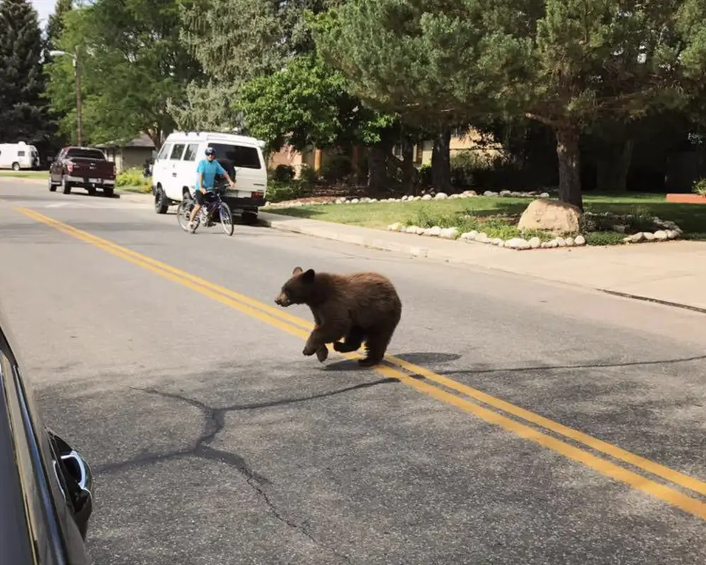 Black Bear running across street in Durango, CO