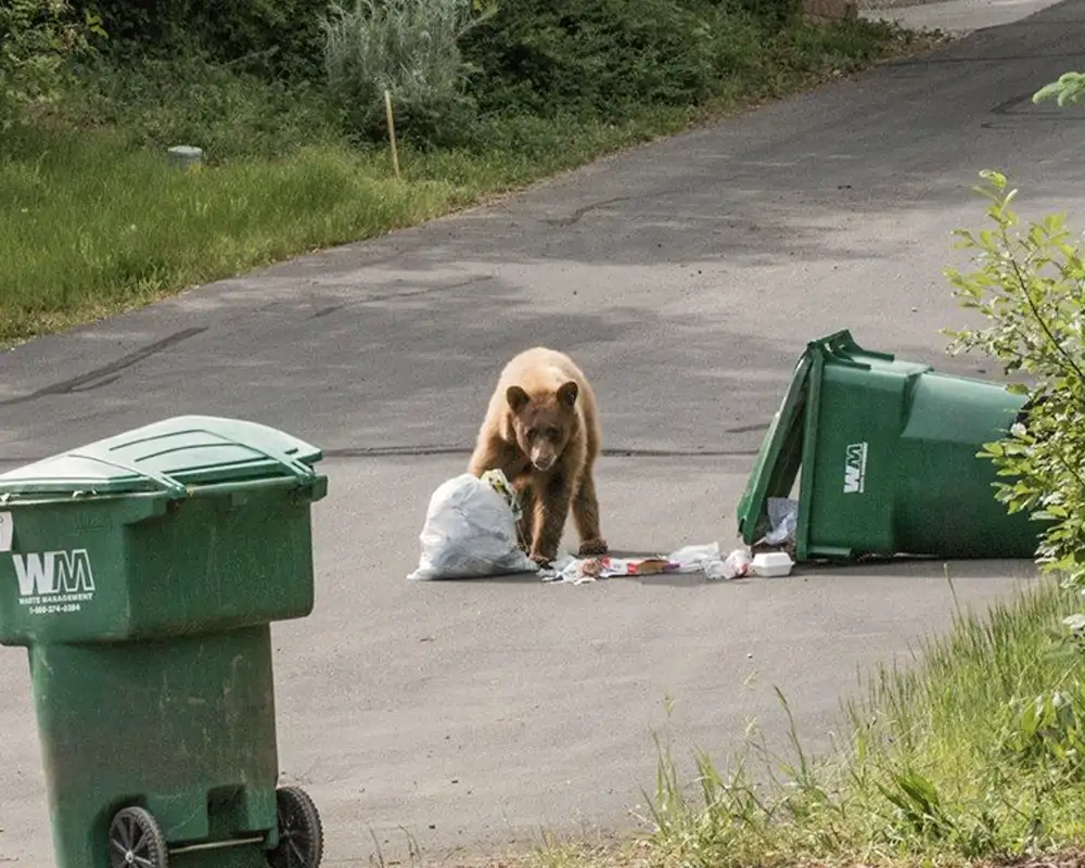 Black Bear in trash dumpster near Durango, CO